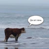 swim atlantic