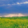 Шарик52