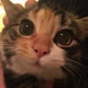 LittleCat
