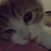 xs_s