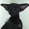Cansado__gato