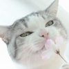 Grey The cat