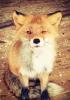 Miss Kenny_Fox