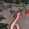 Roses and kisses