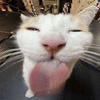 котенкыш