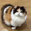 darling_alta