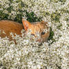 yndeley.
