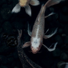 vastum silentium