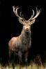 Forest_Deer