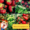 Ледяная Волчица2018