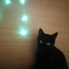 Seva_cat