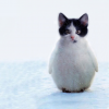 Penguincheg