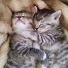 Котёнок-Поттероманка