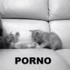 destroyed cat