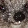 llleeeooDOVAHKIN