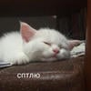 nibiisiii_