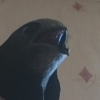 Sasiser