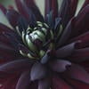 Black_Astra