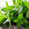 Minttoxic18