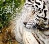 blue_tigr