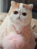 Kat Alis