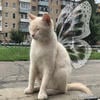 Его Мурррейшество