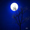 Mr. Moonlight