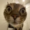 Enid_Wilhs