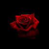 _Rose_Nastya_