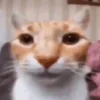 Ruvv
