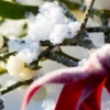 _mistletoe_