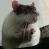 MrPugalo