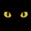 yellov cat