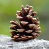 cedar cone