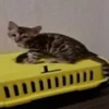 Unusual_Strange