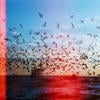 The Wings of War