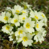 Paludal Mint