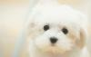 WhitePuppy