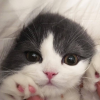 кориафер