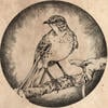 The midnight mockingbird