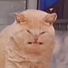 Jotaro Pudjo