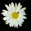 _Lilit_us0