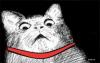 Meooow_meow