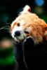 Silly Red Panda