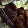 veprikas