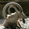 Weasel Saturn