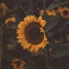 Анита-кун