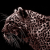Gray Jaguar