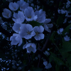 Ненормальная луна