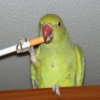 _smoker_